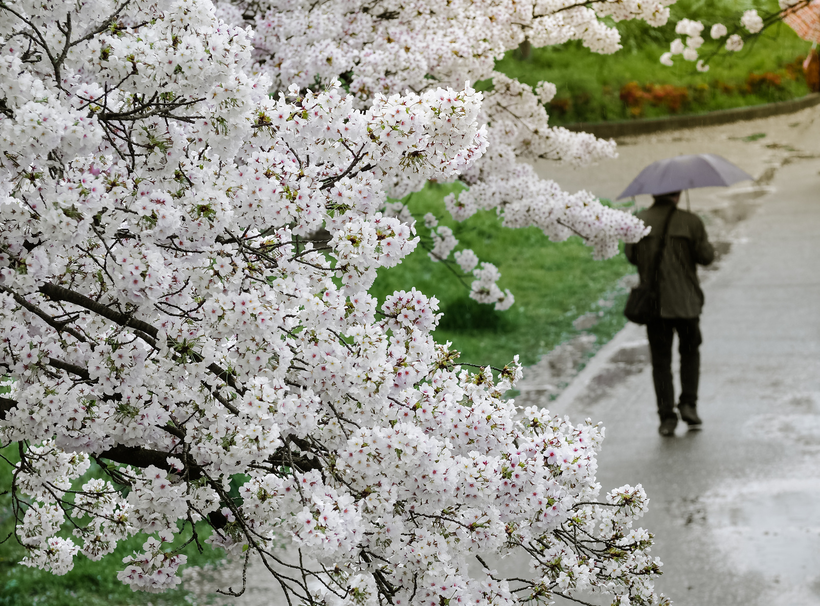 Students and families walking in a Canadian neighborhood